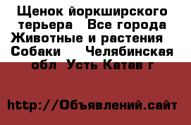 Щенок йоркширского терьера - Все города Животные и растения » Собаки   . Челябинская обл.,Усть-Катав г.